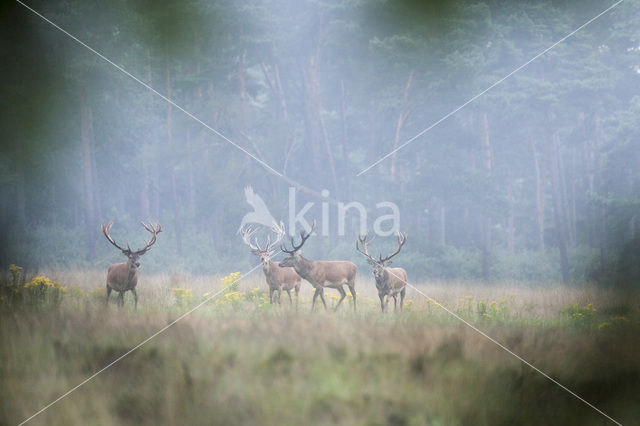 Red Deer (Cervus elaphus)