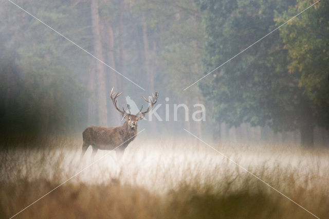 Edelhert (Cervus elaphus)