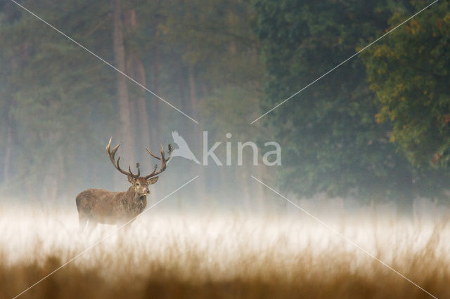 Edelhert (Cervus elaphus)