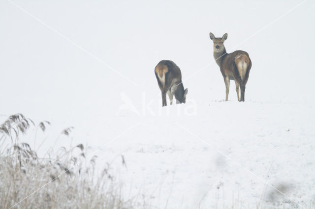 Edelhert (Cervus elaphus)