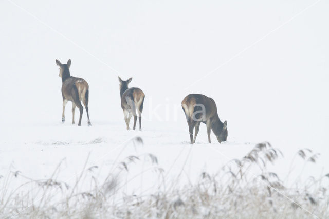 Edelhert (Cervus elaphus)