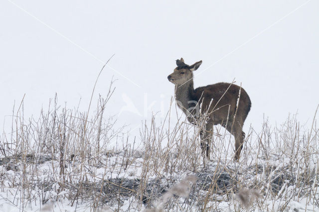 Edelhert (Cervus elaphus)