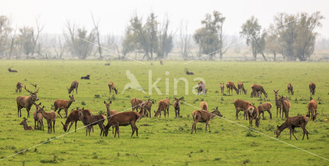 Edelhert (Cervus elaphus)