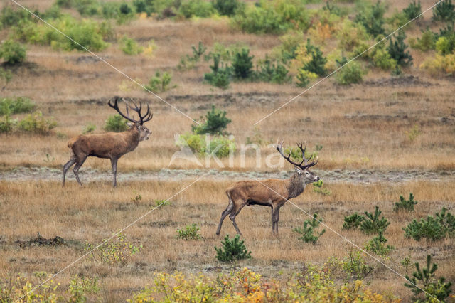 Edelhert (Cervus elaphus)