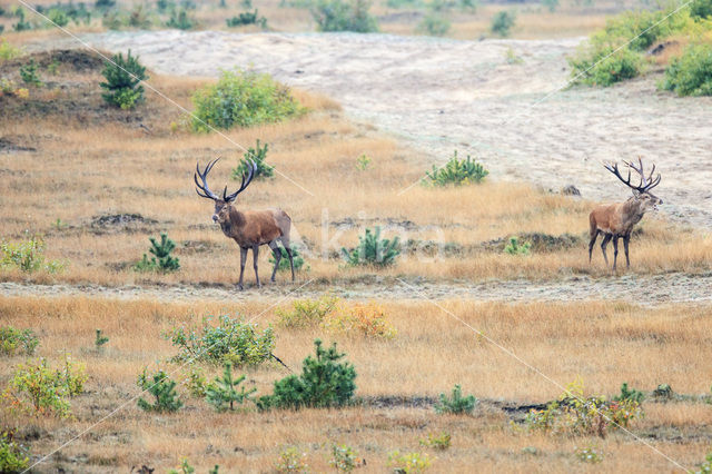 Edelhert (Cervus elaphus)