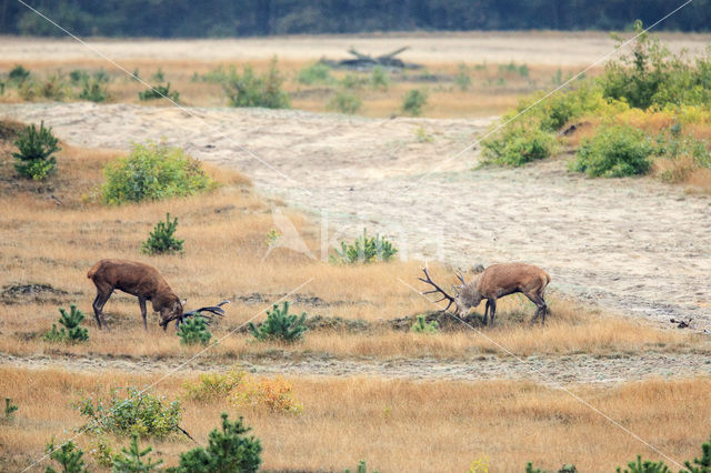 Edelhert (Cervus elaphus)