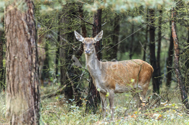 Edelhert (Cervus elaphus)