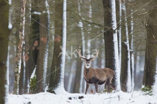 Edelhert (Cervus elaphus)