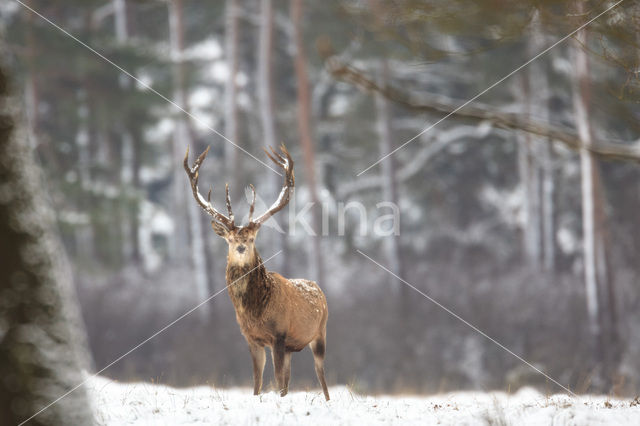 Edelhert (Cervus elaphus)