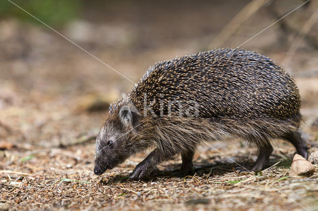 Egel (Erinaceus europaeus)