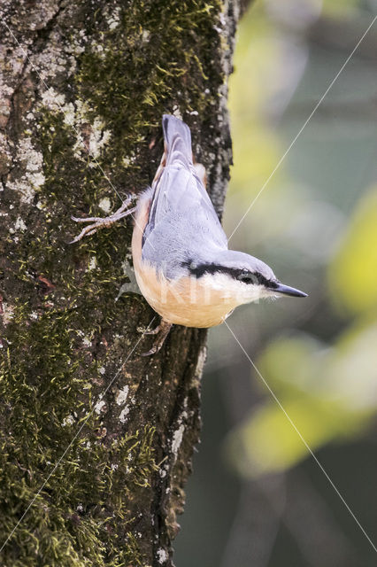 Europese Boomklever (Sitta europaea)