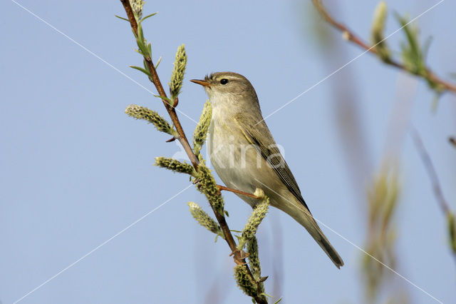 Fitis (Phylloscopus trochilus)