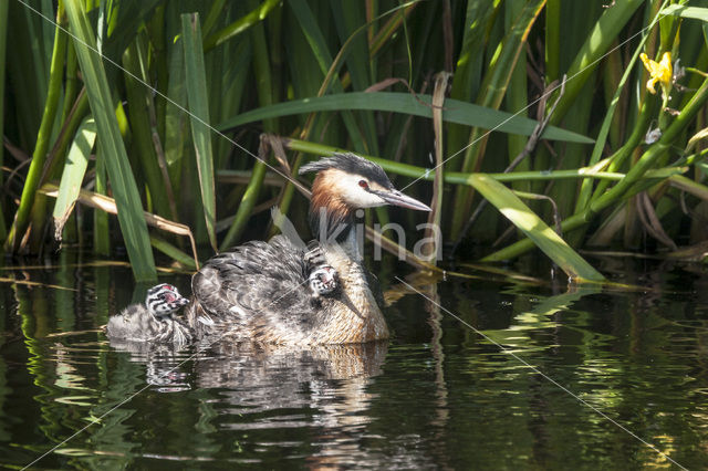 Fuut (Podiceps cristatus)