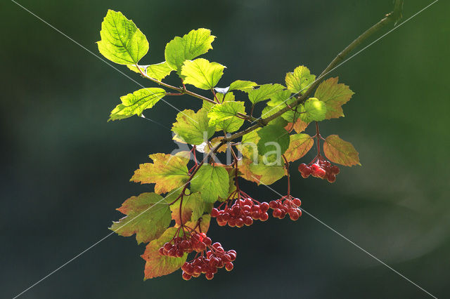 Gelderse roos (Viburnum opulus)