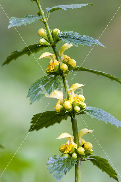 Yellow Archangel (Lamiastrum galeobdolon)