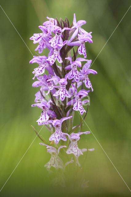 Gevlekte orchis (Dactylorhiza maculata)