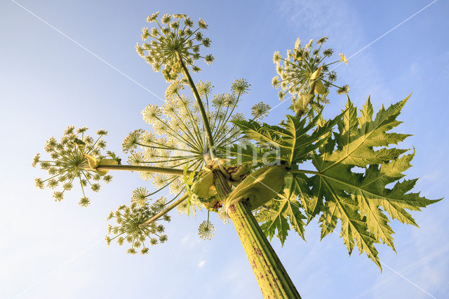 Gewone bereklauw (Heracleum sphondylium)