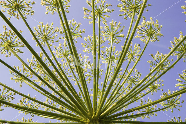 Gewone bereklauw (Heracleum sphondylium)