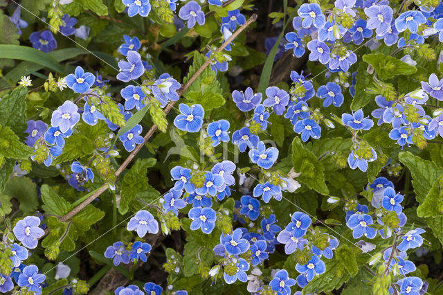 Gewone ereprijs (Veronica chamaedrys)