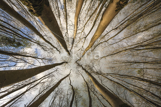 Gewone es (Fraxinus excelsior)