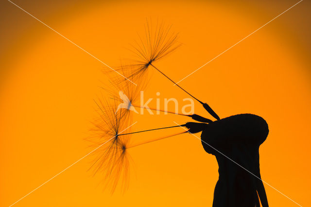 Gewone paardenbloem (Taraxacum officinale)