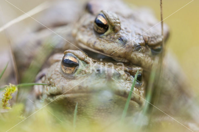 Gewone pad (Bufo bufo)