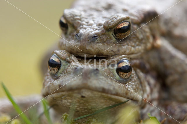 Gewone pad (Bufo bufo)