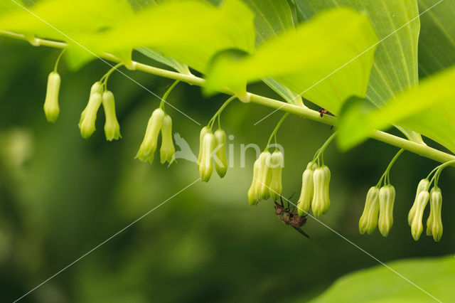 Solomon’s seal (Polygonatum multiflorum)