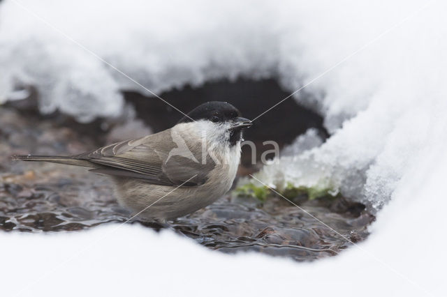 Glanskop (Parus palustris)