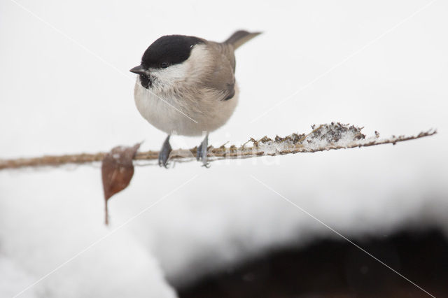 Glanskop (Parus palustris)