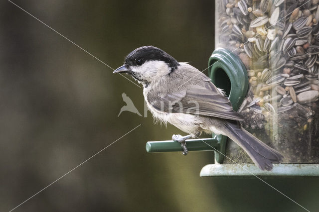 Glanskop (Parus palustris)