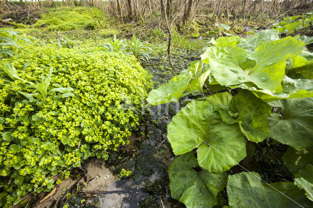 Goudveil (Chrysosplenium spec.)