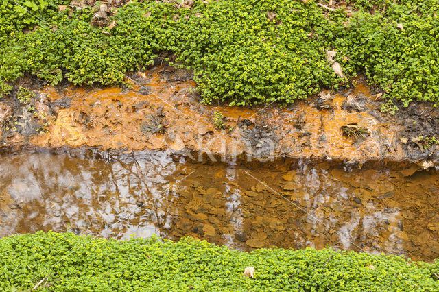 Goudveil (Chrysosplenium spec.)