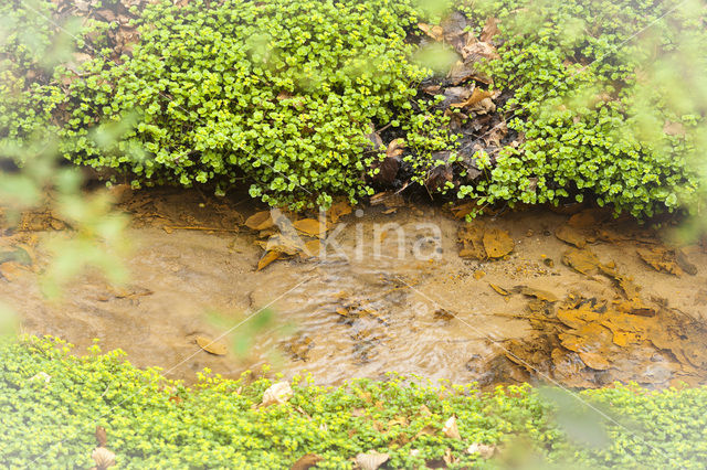 Goudveil (Chrysosplenium spec.)