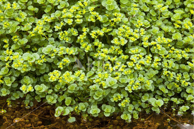 Goudveil (Chrysosplenium spec.)