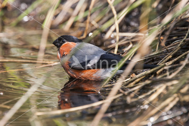 Eurasian Bullfinch (Pyrrhula pyrrhula)