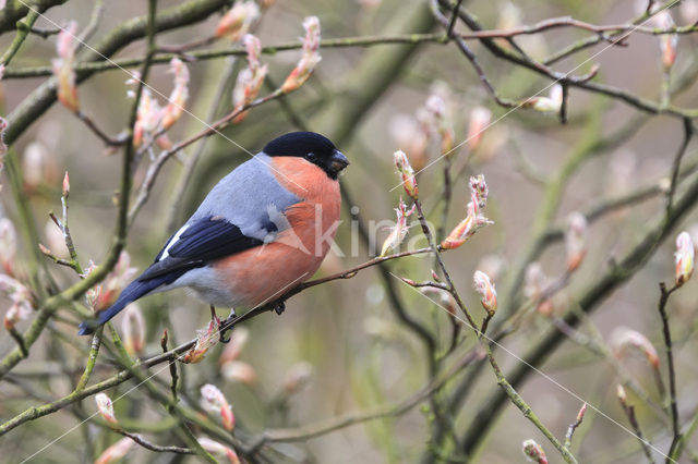 Eurasian Bullfinch (Pyrrhula pyrrhula)