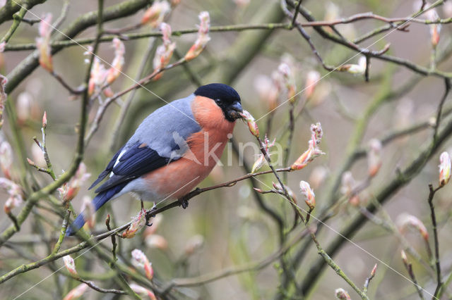 Eurasian Bullfinch (Pyrrhula pyrrhula)