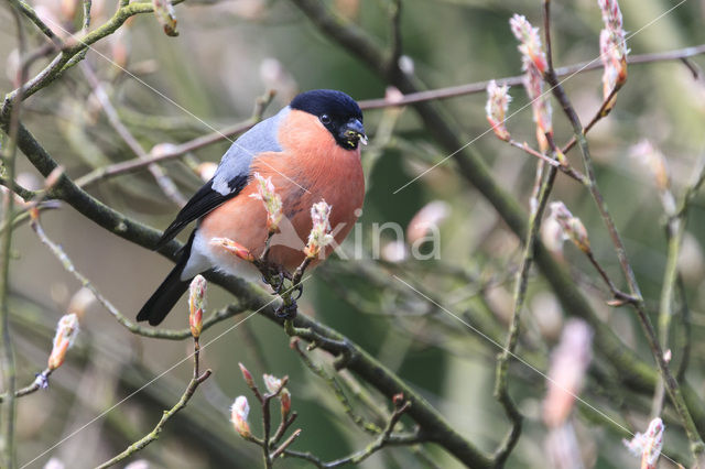 Eurasian Bullfinch (Pyrrhula pyrrhula)