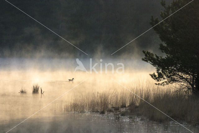 Grauwe Gans (Anser anser)