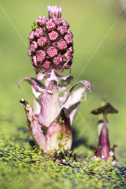 Groot hoefblad (Petasites hybridus)