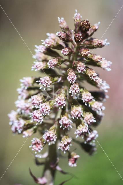 Groot hoefblad (Petasites hybridus)