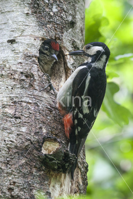 Grote Bonte Specht (Dendrocopos major)