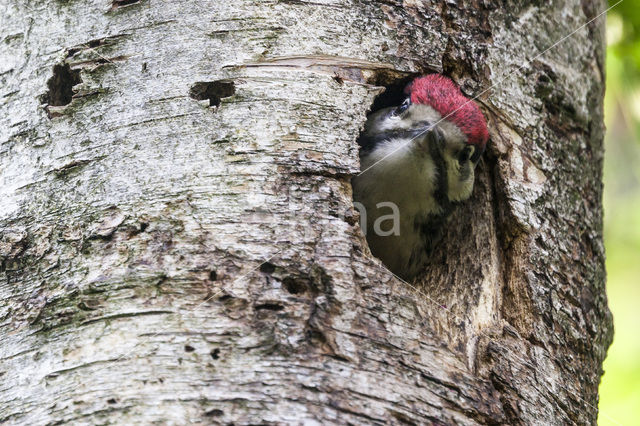 Grote Bonte Specht (Dendrocopos major)