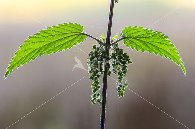 Grote brandnetel (Urtica dioica)