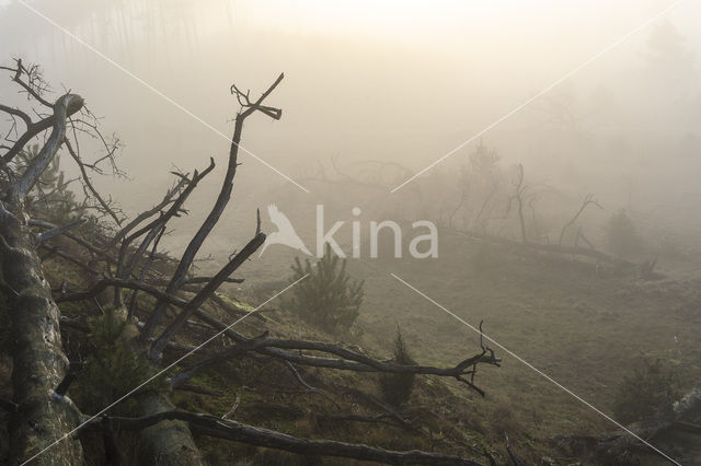 Grove den (Pinus sylvestris)