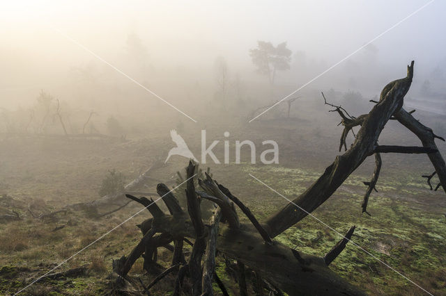 Grove den (Pinus sylvestris)