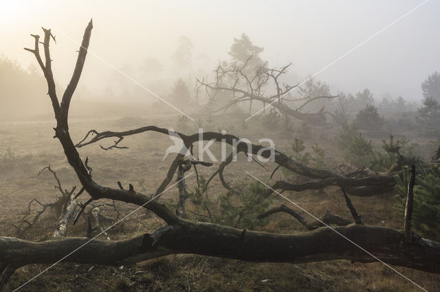 Grove den (Pinus sylvestris)