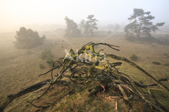 Grove den (Pinus sylvestris)