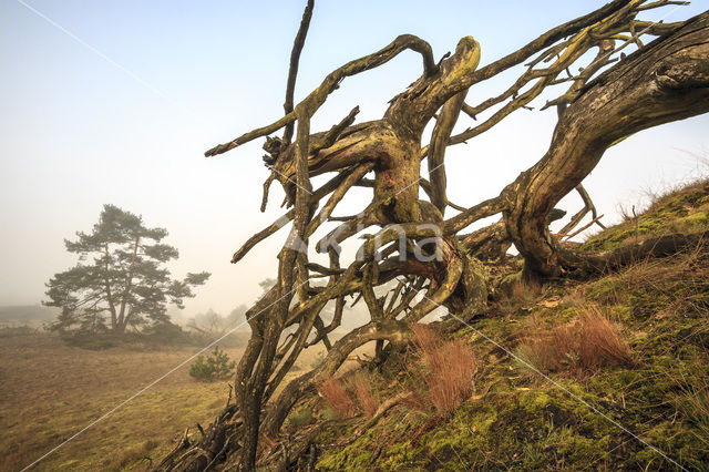 Grove den (Pinus sylvestris)